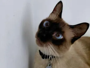 Gato raça SRD-ViraLata idade 3 anos nome Theo