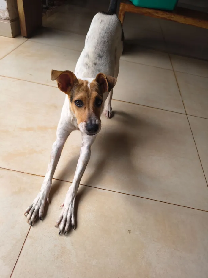 Cachorro raça SRD-ViraLata idade 2 a 6 meses nome Bob