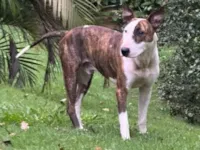 Cachorro raça Bull Terrier idade 3 anos nome Joey