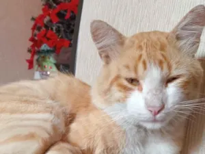 Gato raça SRD-ViraLata idade 2 anos nome Caramelo 