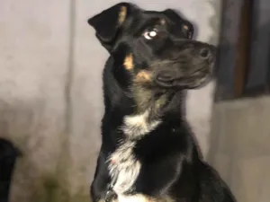 Cachorro raça SRD-ViraLata idade 7 a 11 meses nome major 