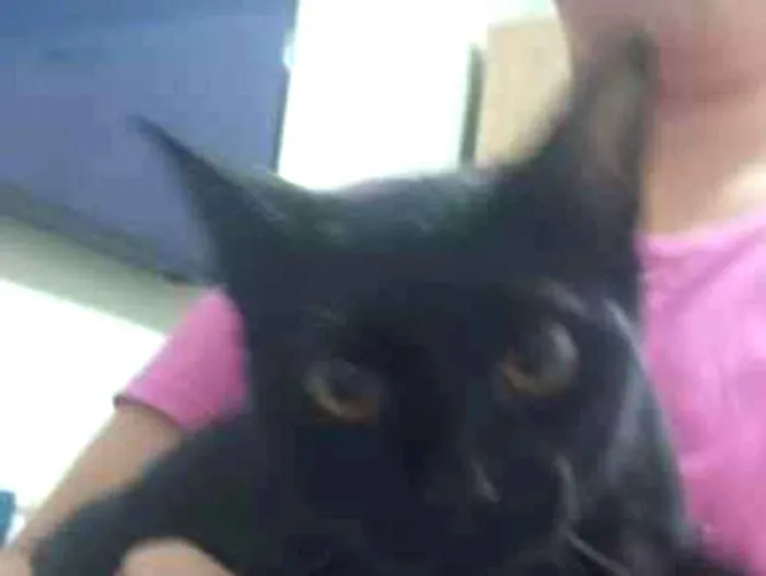 Gato raça SRD-ViraLata idade 1 ano nome Salem