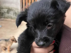 Cachorro raça Pastor Alemão idade 2 a 6 meses nome DOA-SE FILHOTES DE PASTOR BELGA, (O PAI É PORTE GRANDE) A MÃE É BELGA