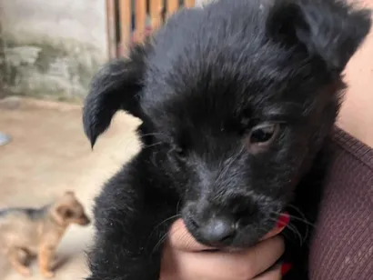 Cachorro raça Pastor Alemão idade 2 a 6 meses nome DOA-SE FILHOTES DE PASTOR BELGA, (O PAI É PORTE GRANDE) A MÃE É BELGA