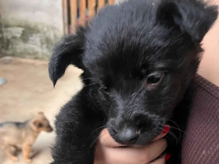 Cachorro raça Pastor Alemão idade 2 a 6 meses nome DOA-SE FILHOTES DE PASTOR BELGA, (O PAI É PORTE GRANDE) A MÃE É BELGA