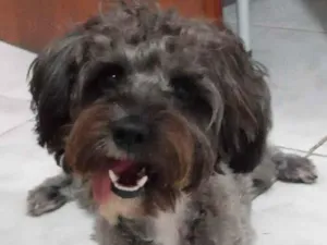 Cachorro raça Poodle idade 5 anos nome Luke 