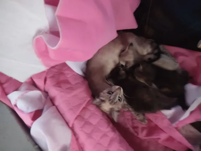 Gato raça Exótico idade 2 anos nome Mia