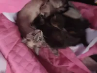 Gato raça Exótico idade 2 anos nome Mia