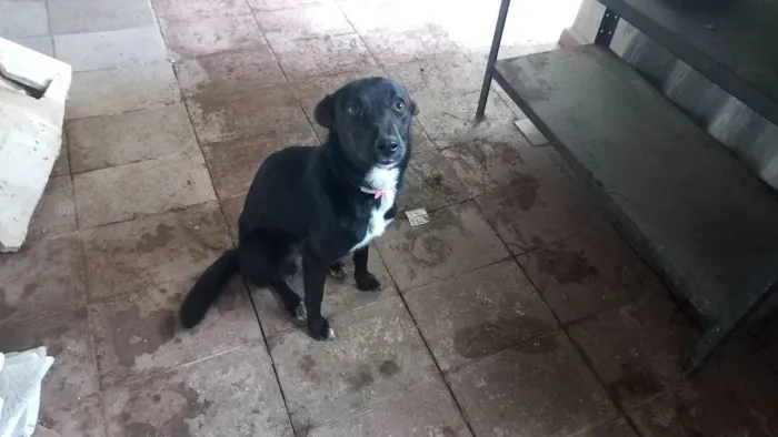 Cachorro raça SRD-ViraLata idade 1 ano nome Millie