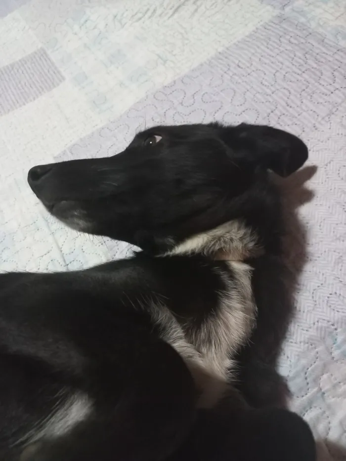 Cachorro raça SRD-ViraLata idade 1 ano nome Millie