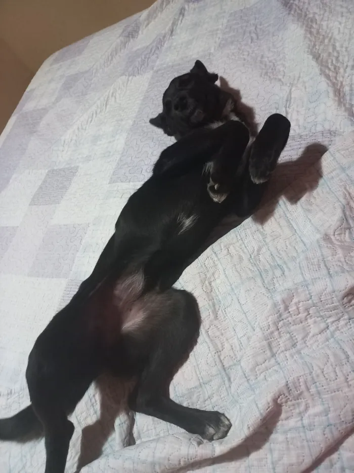 Cachorro raça SRD-ViraLata idade 1 ano nome Millie