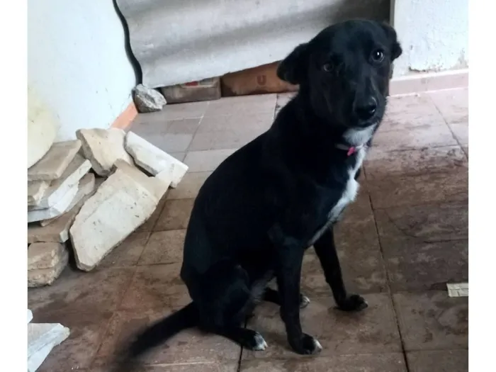 Cachorro raça SRD-ViraLata idade 1 ano nome Millie