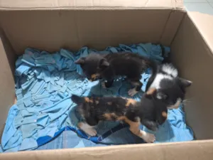 Gato raça SRD-ViraLata idade Abaixo de 2 meses nome Não tem nome ainda