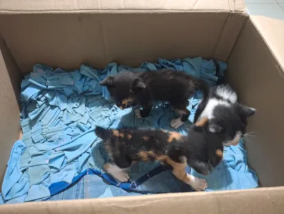 Gato raça SRD-ViraLata idade Abaixo de 2 meses nome Não tem nome ainda