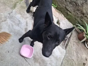 Ele é manso e protetor, gosta de brincar e cuida da casa e quintal.