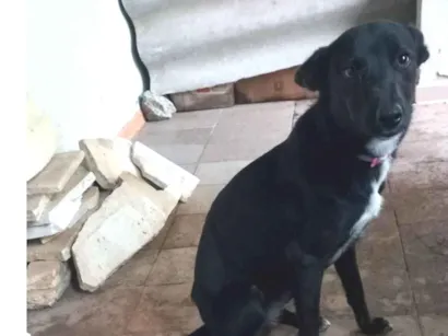 Cachorro raça SRD-ViraLata idade 1 ano nome Millie