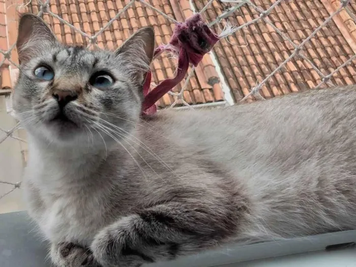 Gato raça SRD-ViraLata idade 2 anos nome Mia