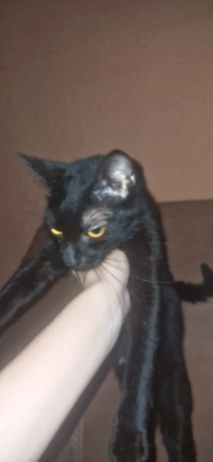 Gato raça SRD-ViraLata idade 1 ano nome Lilica