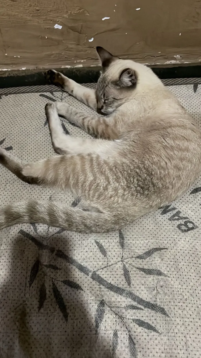 Gato raça SRD-ViraLata idade 2 a 6 meses nome Alaska