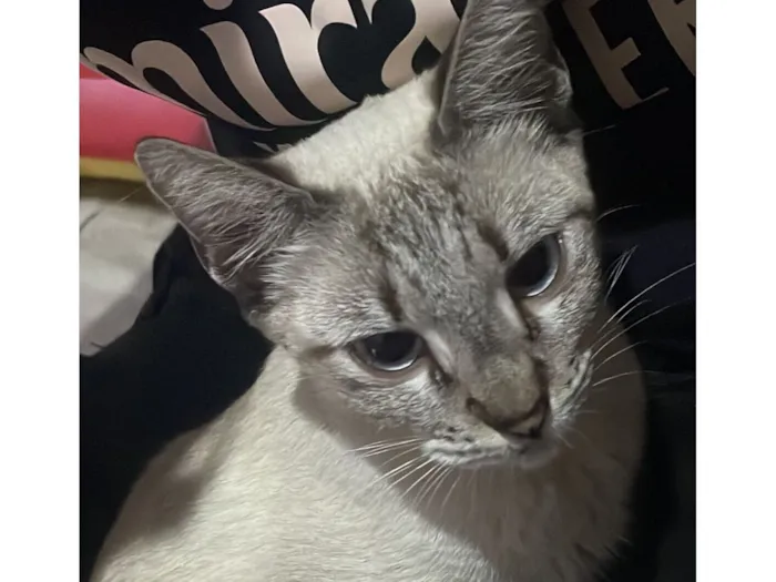 Gato raça SRD-ViraLata idade 2 a 6 meses nome Alaska