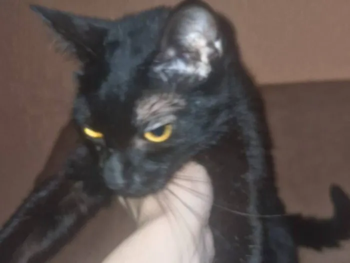 Gato raça SRD-ViraLata idade 1 ano nome Lilica