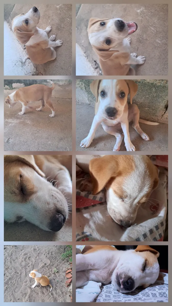 Cachorro raça SRD-ViraLata idade 2 a 6 meses nome Maya