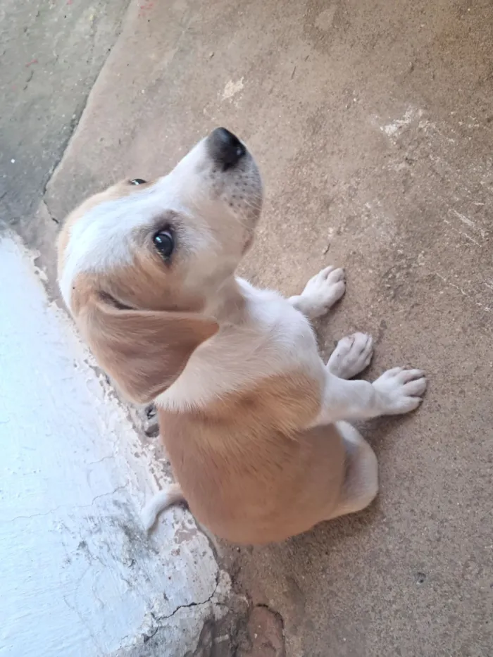 Cachorro raça SRD-ViraLata idade 2 a 6 meses nome Maya