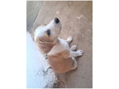 Cachorro raça SRD-ViraLata idade 2 a 6 meses nome Maya