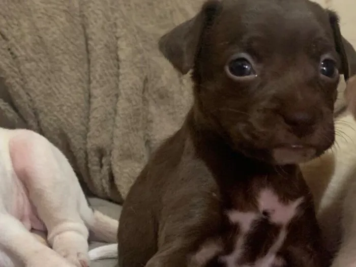 Cachorro raça SRD-ViraLata idade 2 a 6 meses nome Gigi