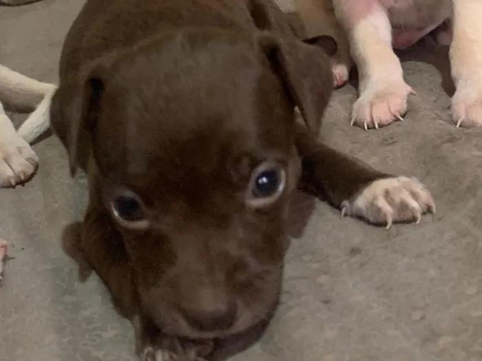 Cachorro raça SRD-ViraLata idade 2 a 6 meses nome Gigi