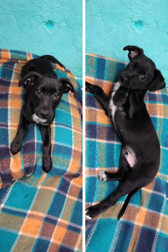 Cachorro raça SRD-ViraLata idade 2 a 6 meses nome Luffy 