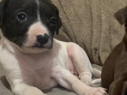 Cachorro raça SRD-ViraLata idade 2 a 6 meses nome Nina