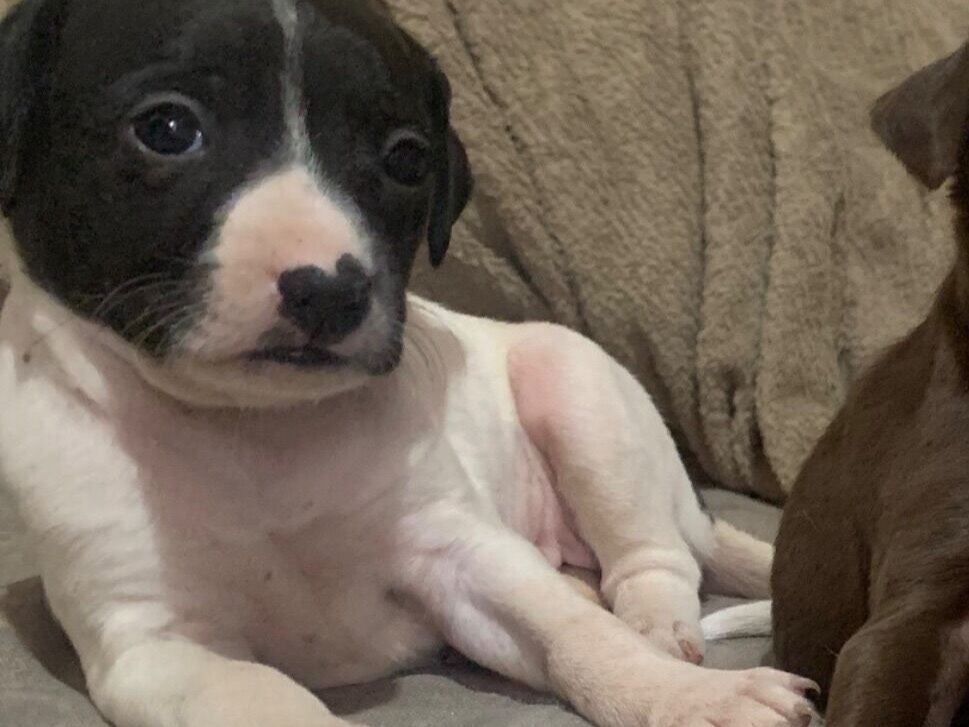 Cachorro raça SRD-ViraLata idade 2 a 6 meses nome Nina