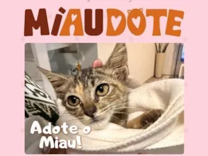 Gato raça SRD-ViraLata idade 2 a 6 meses nome Merlia 