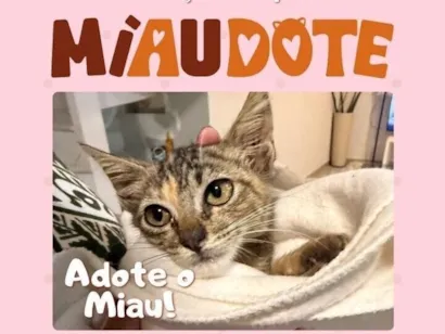 Gato raça SRD-ViraLata idade 2 a 6 meses nome Merlia 
