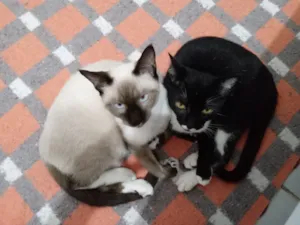 Gato raça Siames e Preto e branco  idade 2 a 6 meses nome Saimú e Tity