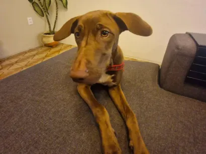 Cachorro raça SRD-ViraLata idade 7 a 11 meses nome Luna