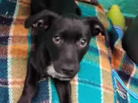 Cachorro raça SRD-ViraLata idade 2 a 6 meses nome luffy