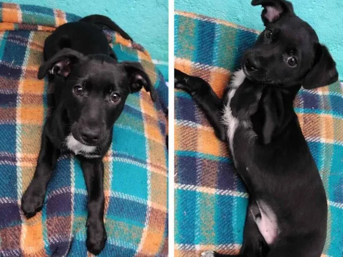 Cachorro raça SRD-ViraLata idade 2 a 6 meses nome Luffy 