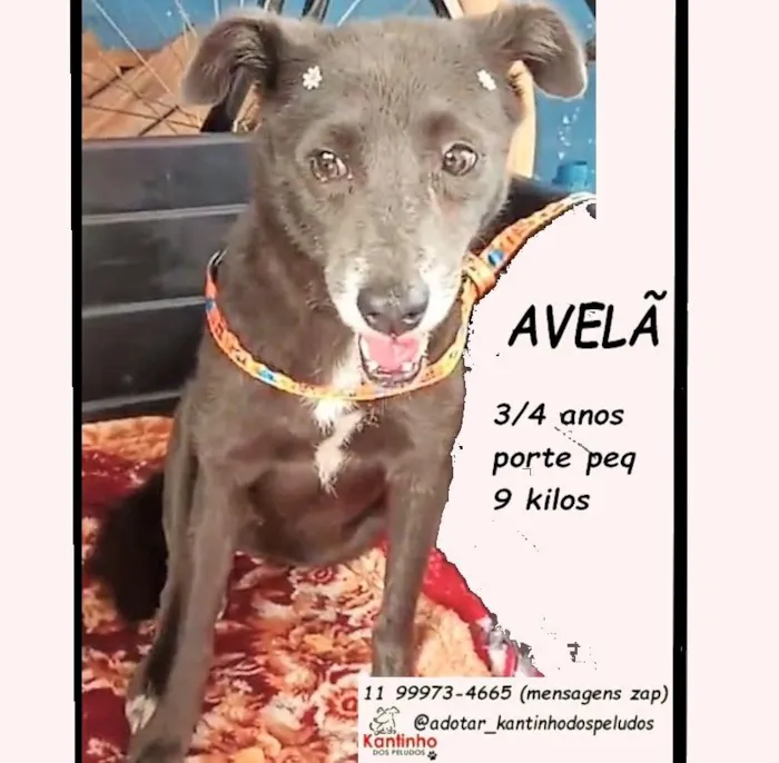 AVELÃ