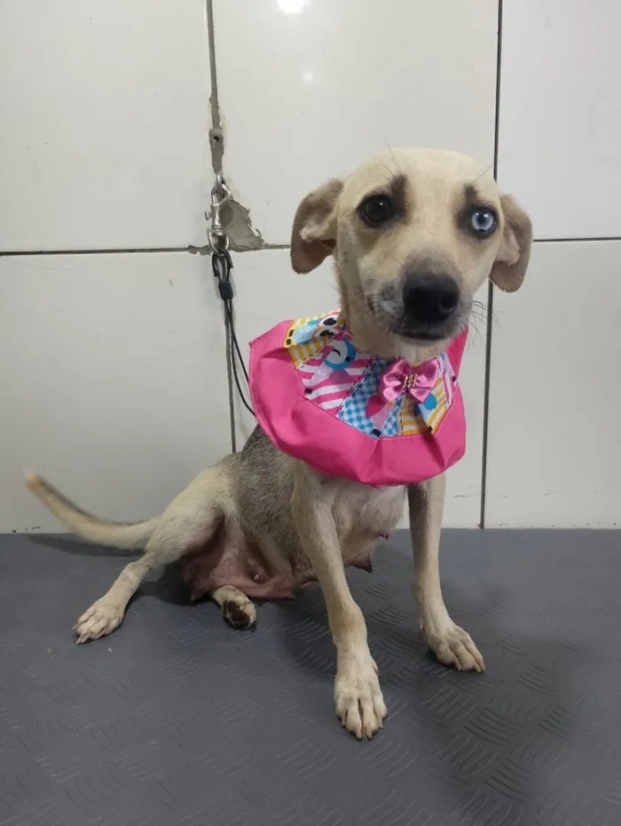 Cachorro raça SRD-ViraLata idade 2 anos nome BELÍSSIMA