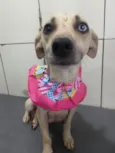 Cachorro raça SRD-ViraLata idade 2 anos nome BELÍSSIMA
