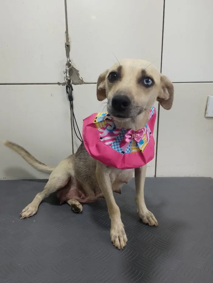 Cachorro raça SRD-ViraLata idade 2 anos nome BELÍSSIMA