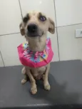 Cachorro raça SRD-ViraLata idade 2 anos nome BELÍSSIMA