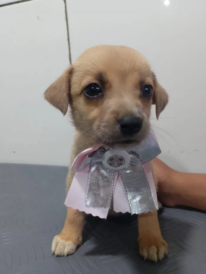 Cachorro raça SRD-ViraLata idade 2 a 6 meses nome BELLA