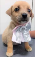 Cachorro raça SRD-ViraLata idade 2 a 6 meses nome BELLA