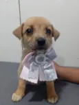 Cachorro raça SRD-ViraLata idade 2 a 6 meses nome BELLA
