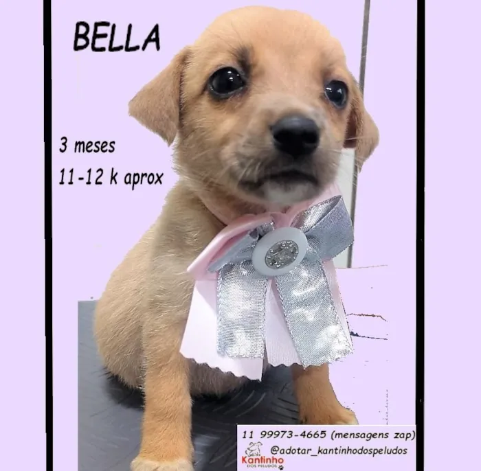Cachorro raça SRD-ViraLata idade 2 a 6 meses nome BELLA