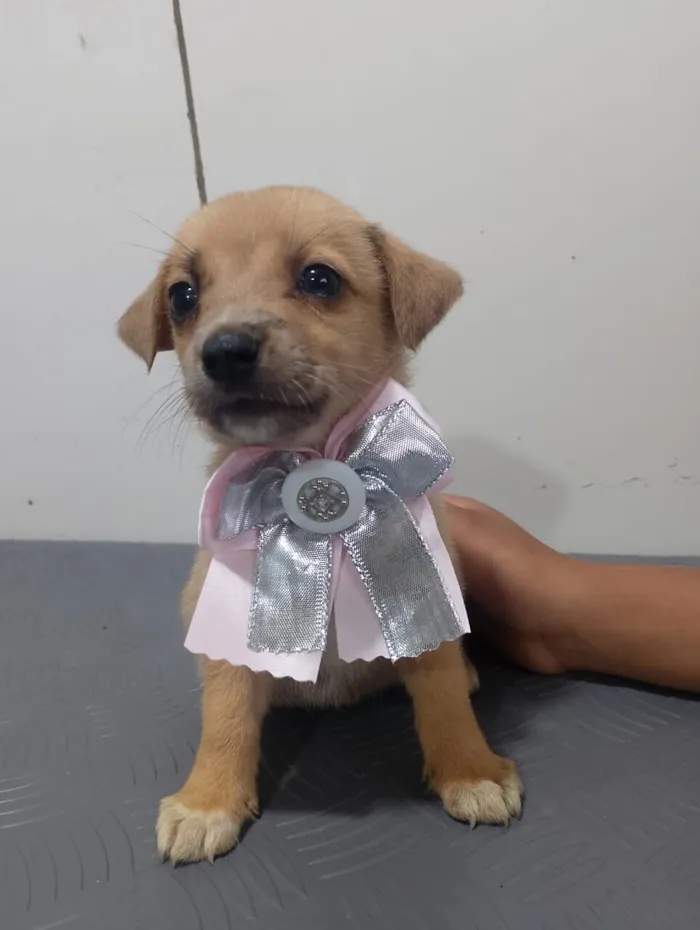 Cachorro raça SRD-ViraLata idade 2 a 6 meses nome BELLA
