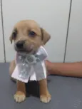 Cachorro raça SRD-ViraLata idade 2 a 6 meses nome BELLA